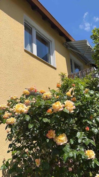Duesseldorf Messe And Airport, 2-bedroom With Kitchen And Garden